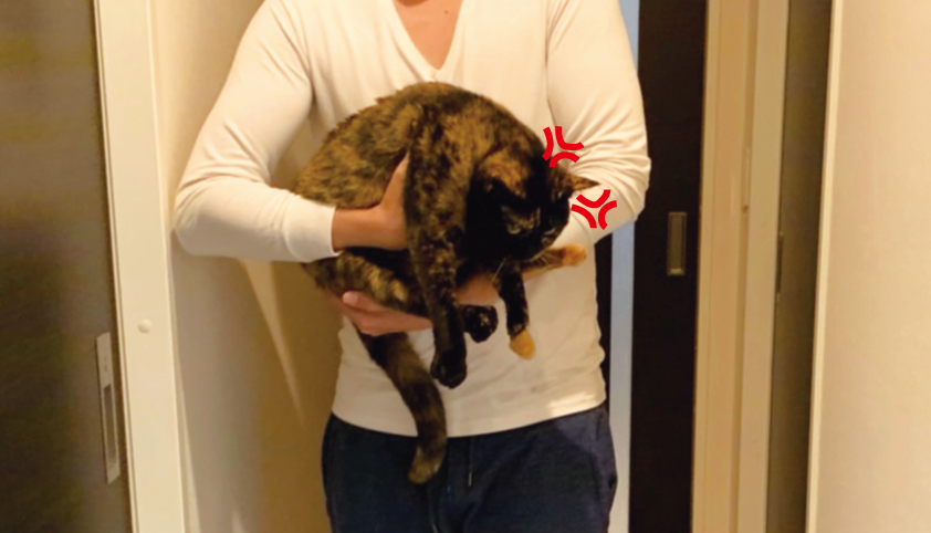 猫さまを運ぶしもべ