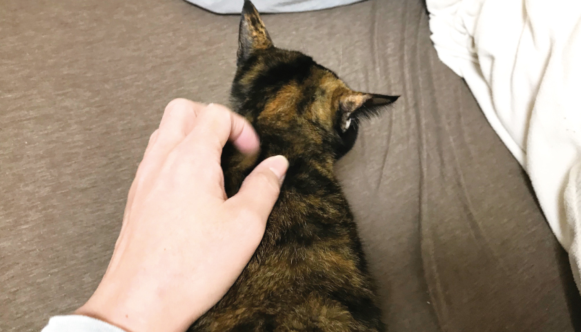 撫でられるおビビ