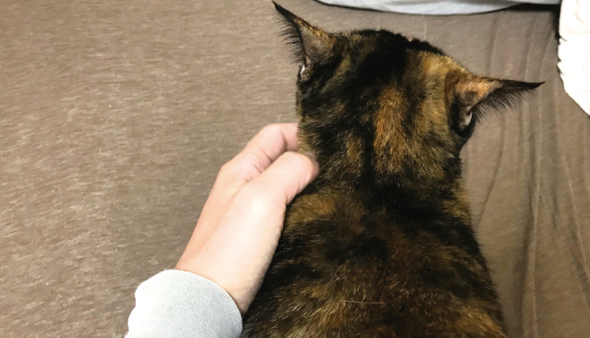 撫でられてイカ耳になるおビビ