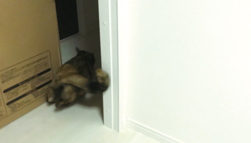 ダッシュで逃げるおビビ